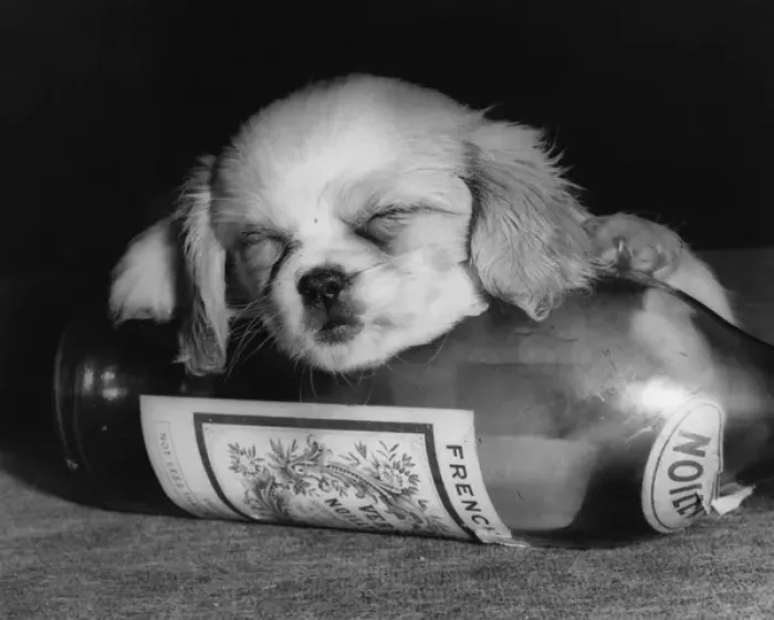 Framed Print : Cavalier King Charles spaniel puppy with bottle