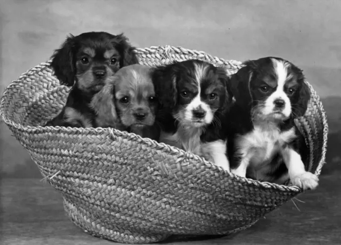 Framed Print : CAVALIER KING CHARLES(4) Framed Print : CAVALIER KING CHARLES(4)