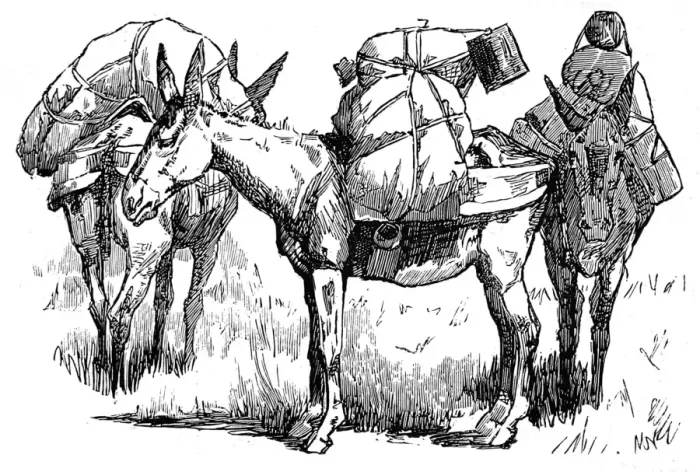 Framed Print : US Cavalry Pack Mules; Arizona, 1887 Framed Print : US Cavalry Pack Mules; Arizona, 1887