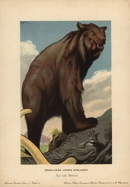 Cave bear, Ursus spelaeus, extinct species