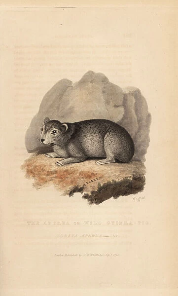 Cavy or guinea pig, Cavia porcellus