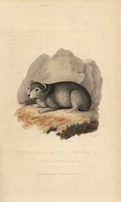 Framed Print : Cavy or guinea pig, Cavia porcellus Framed Print : Cavy or guinea pig, Cavia porcellus
