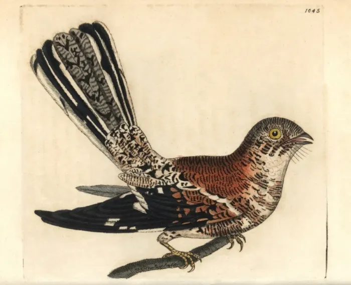 Framed Print : Cayenne nightjar, Caprimulgus maculosus Framed Print : Cayenne nightjar, Caprimulgus maculosus