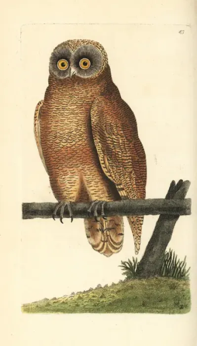 Framed Print : Cayenne owl, Strix cayana Framed Print : Cayenne owl, Strix cayana