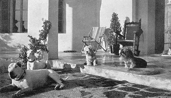 Cecil Aldin's dogs at his home in Majorca, Spain