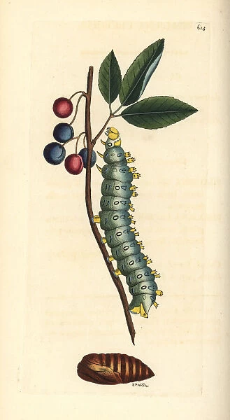 Cecropia moth, Hyalophora cecropia