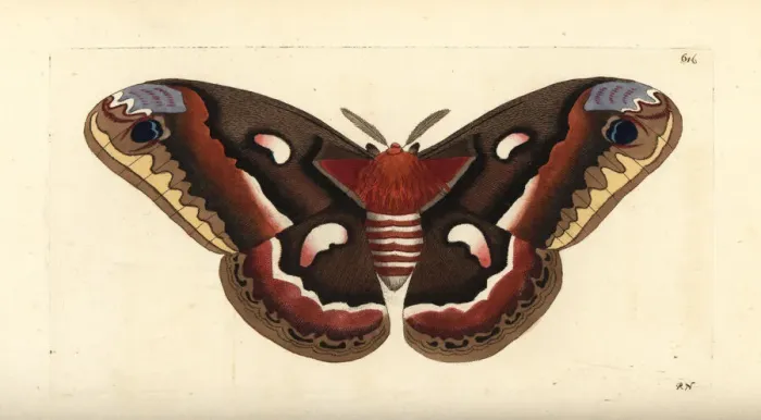 Framed Print : Cecropia moth, Hyalophora cecropia Framed Print : Cecropia moth, Hyalophora cecropia