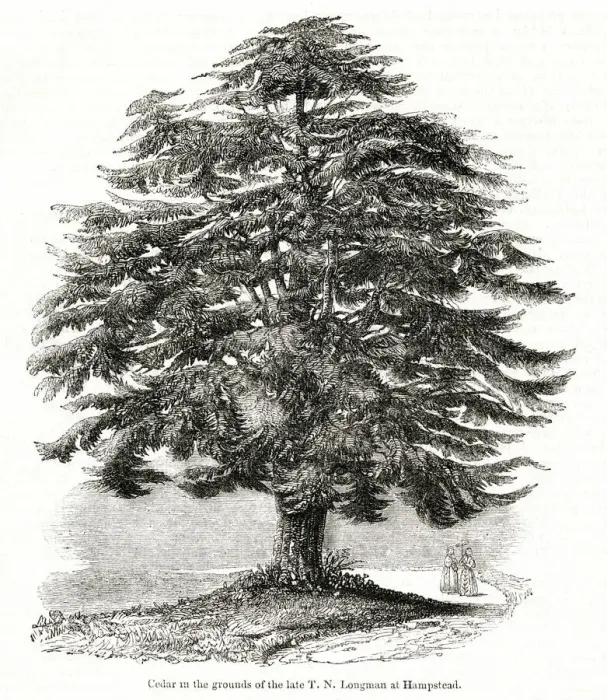 Framed Print : Cedar of Lebanon, Hampstead, NW London Framed Print : Cedar of Lebanon, Hampstead, NW London
