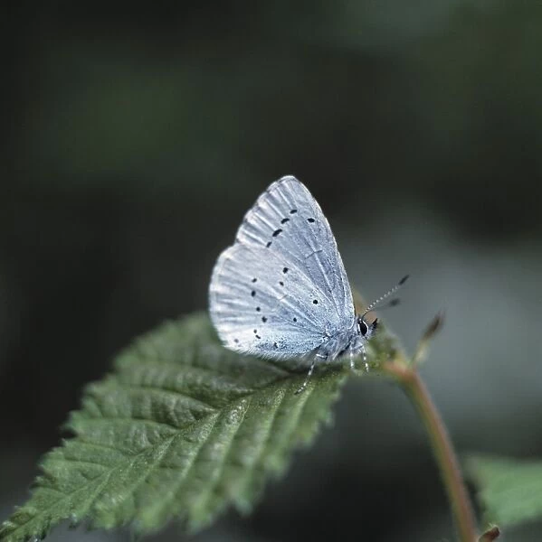 Celastrina argiolus, holly blue butterfly