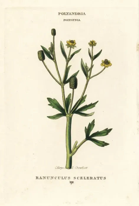 Framed Print : Celery-leaved crowfoot, Ranunculus sceleratus Framed Print : Celery-leaved crowfoot, Ranunculus sceleratus