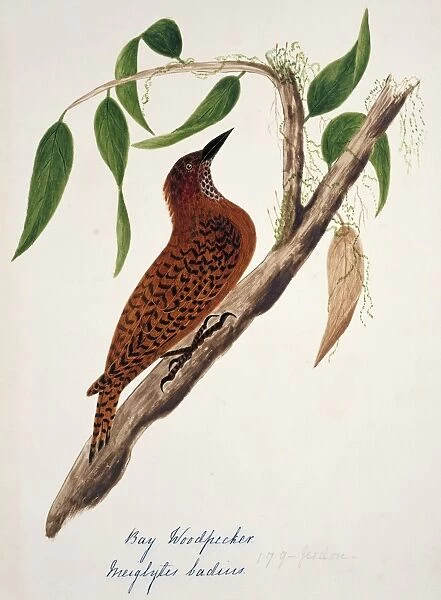 Celeus brachyurus, rufous woodpecker