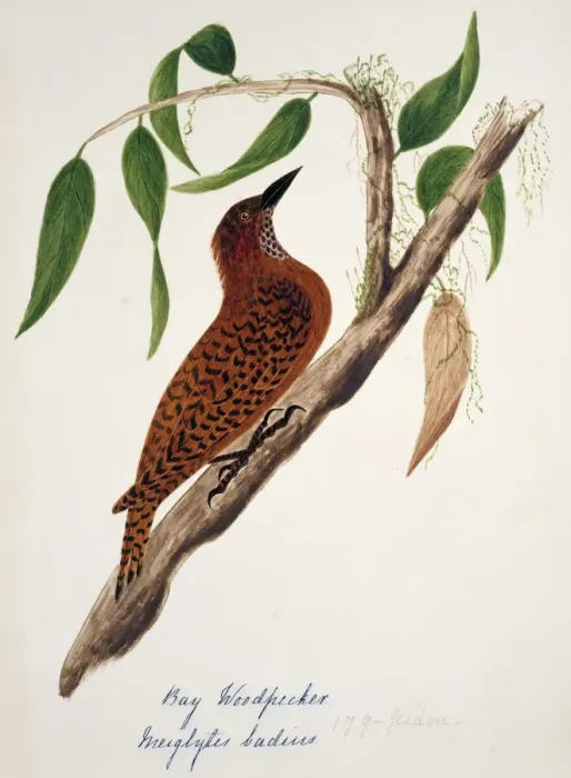 Framed Print : Celeus brachyurus, rufous woodpecker Framed Print : Celeus brachyurus, rufous woodpecker