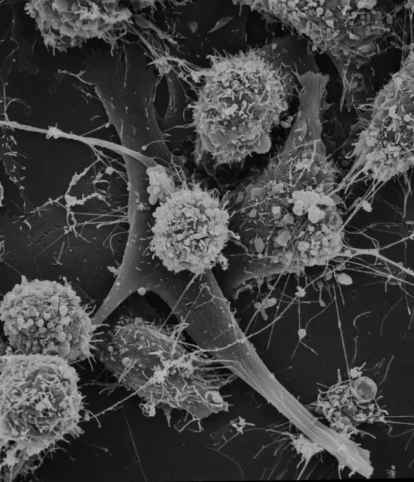 Framed Print : Cells on glass Framed Print : Cells on glass