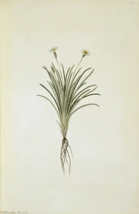 Framed Print : Celmisia gracilenta, dainty daisy Framed Print : Celmisia gracilenta, dainty daisy