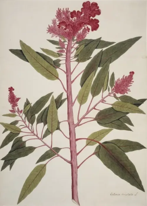 Framed Print : Celosia cristata, cockscomb Framed Print : Celosia cristata, cockscomb