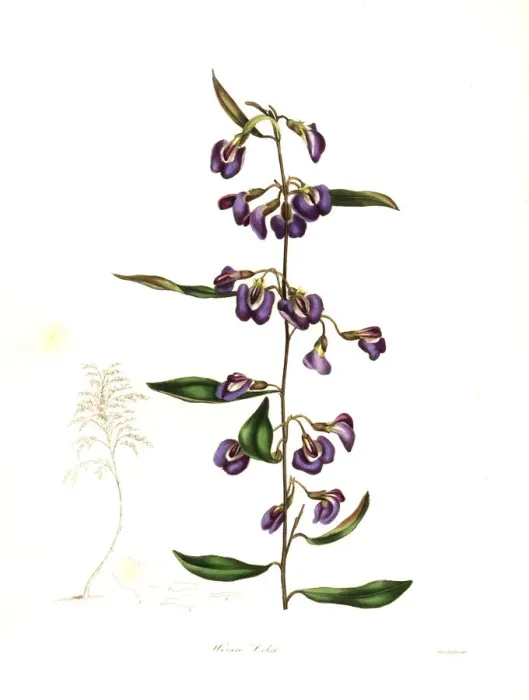 Framed Print : Cels hovea, Hovea celsi Framed Print : Cels hovea, Hovea celsi