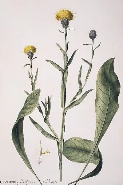 Centaurea glastifolia, yellow star thistle