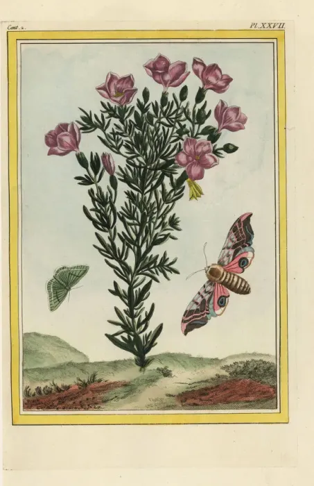 Framed Print : Centaury, Centaurium erythraea with eyed sphinx Framed Print : Centaury, Centaurium erythraea with eyed sphinx