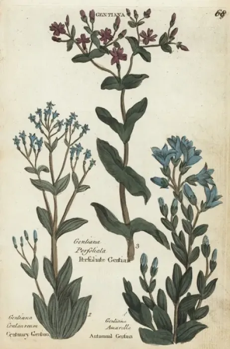Framed Print : Centaury, yellow-wort and autumnal gentian Framed Print : Centaury, yellow-wort and autumnal gentian
