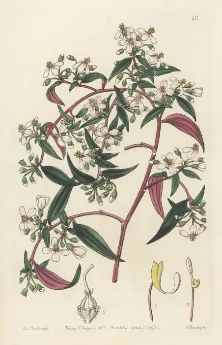 Framed Print : Centradenia inaequilateralis Framed Print : Centradenia inaequilateralis