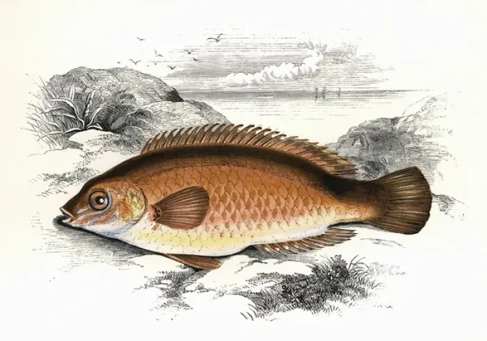 Framed Print : Centrolabrus exoletus, or Rock Cook Wrasse Framed Print : Centrolabrus exoletus, or Rock Cook Wrasse