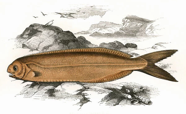 Centrolophus Britannicus, or Cornish Centrolophus