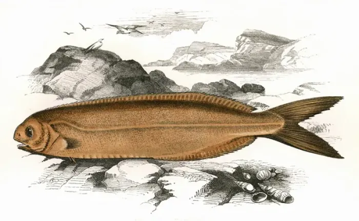 Framed Print : Centrolophus Britannicus, or Cornish Centrolophus Framed Print : Centrolophus Britannicus, or Cornish Centrolophus