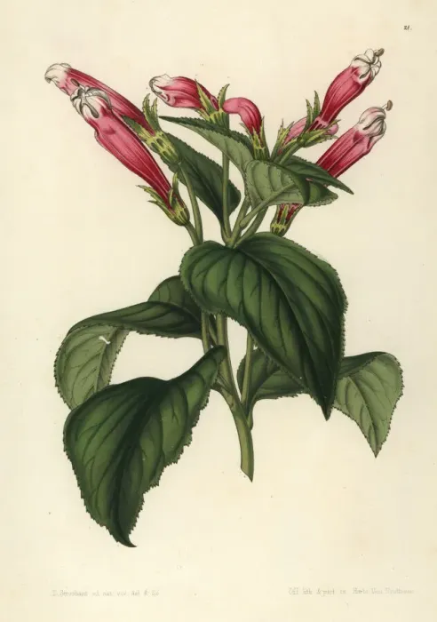 Framed Print : Centropogon coccineus Framed Print : Centropogon coccineus