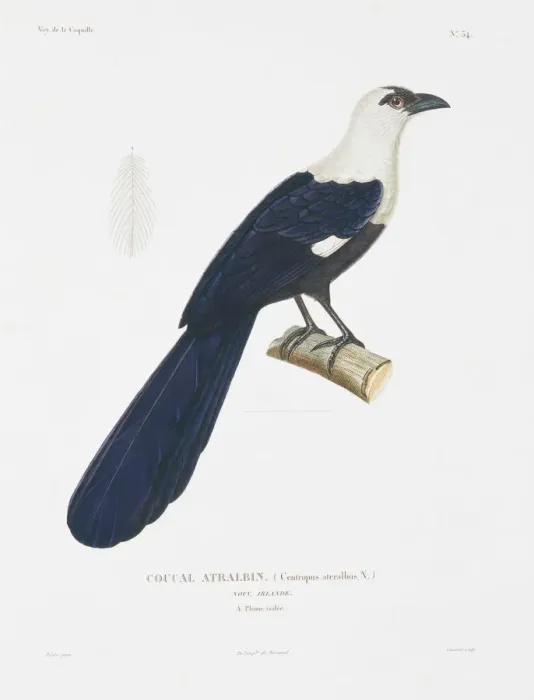 Framed Print : Centropus ateralbus, pied coucal Framed Print : Centropus ateralbus, pied coucal