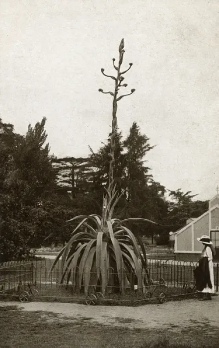 Framed Print : A Century Plant - Kew Gardens (Agave Atrovirens from Mexico)