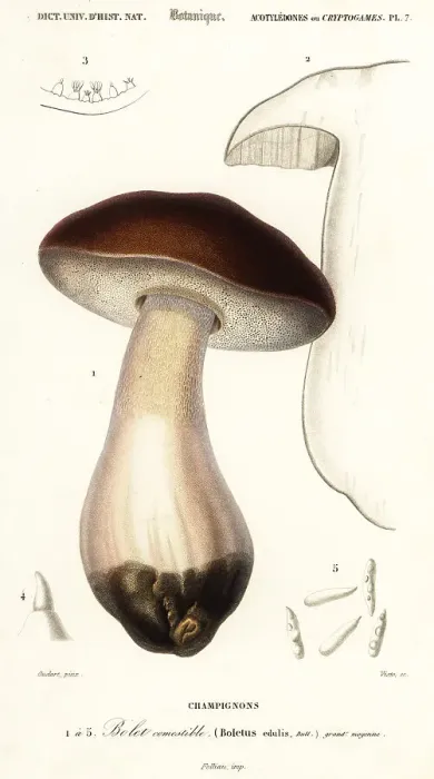 Framed Print : Cep, penny bun, porcino or porcini mushroom, Boletus edulis Framed Print : Cep, penny bun, porcino or porcini mushroom, Boletus edulis