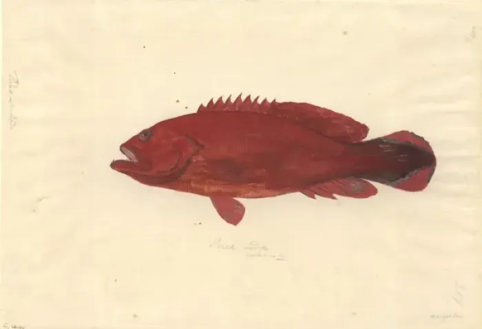 Framed Print : Cephalopholis urodeta, flagtailed rockcod Framed Print : Cephalopholis urodeta, flagtailed rockcod