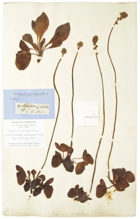 Framed Print : Cephalotus follicularis Labill, pitcher plant Framed Print : Cephalotus follicularis Labill, pitcher plant