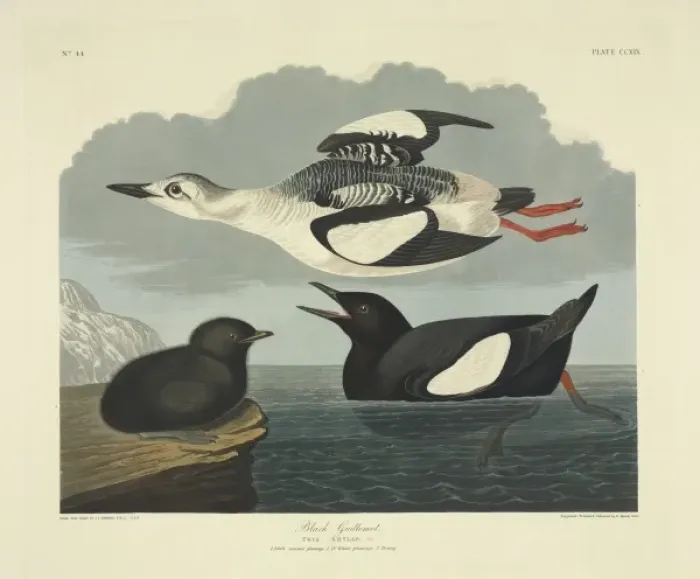 Framed Print : Cepphus grylle, black guillemot Framed Print : Cepphus grylle, black guillemot