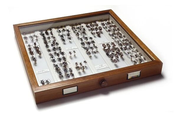 Cerambycinae specimen drawer