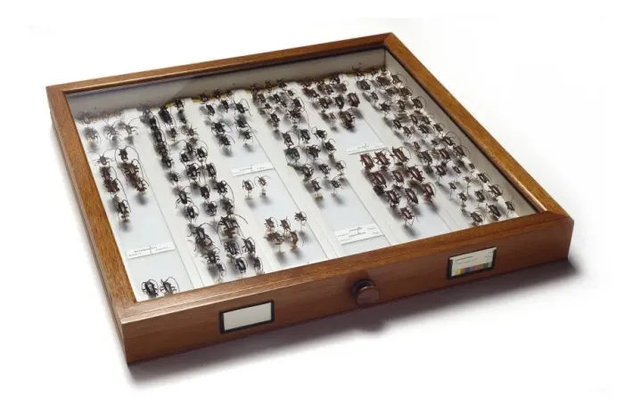 Framed Print : Cerambycinae specimen drawer Framed Print : Cerambycinae specimen drawer