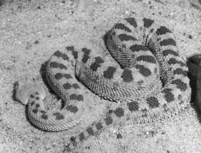 Framed Print : Cerastes Viper Framed Print : Cerastes Viper