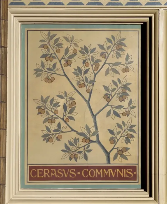 Framed Print : Cerasus communis, sour cherry Framed Print : Cerasus communis, sour cherry