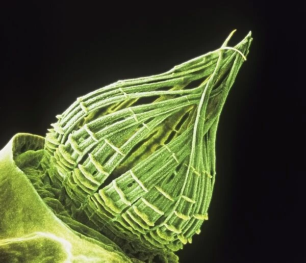 Ceratodon purpureus, ceratodon moss spore capsule