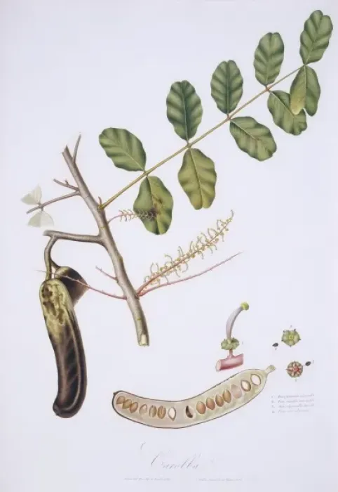 Framed Print : Ceratonia siliqua, carob Framed Print : Ceratonia siliqua, carob