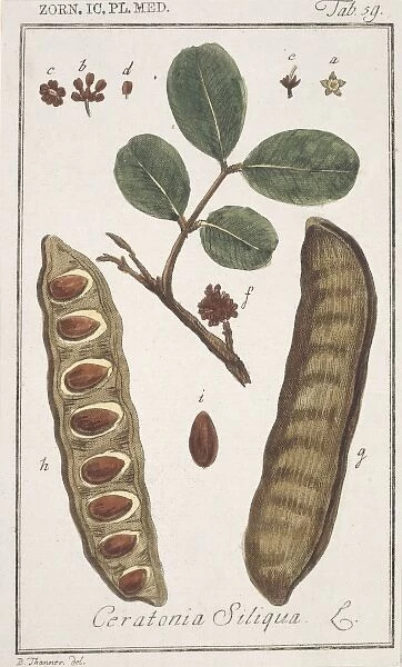 Ceratonia siliqua, carob bean tree
