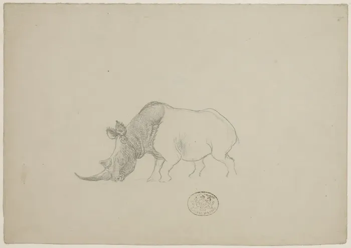Framed Print : Ceratotherium simum, white rhinoceros Framed Print : Ceratotherium simum, white rhinoceros