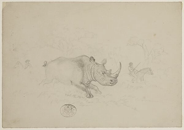 Ceratotherium simum, white rhinoceros