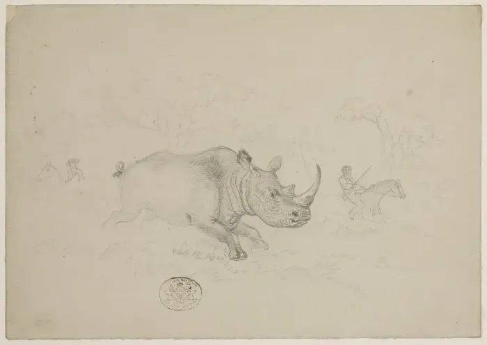 Framed Print : Ceratotherium simum, white rhinoceros Framed Print : Ceratotherium simum, white rhinoceros