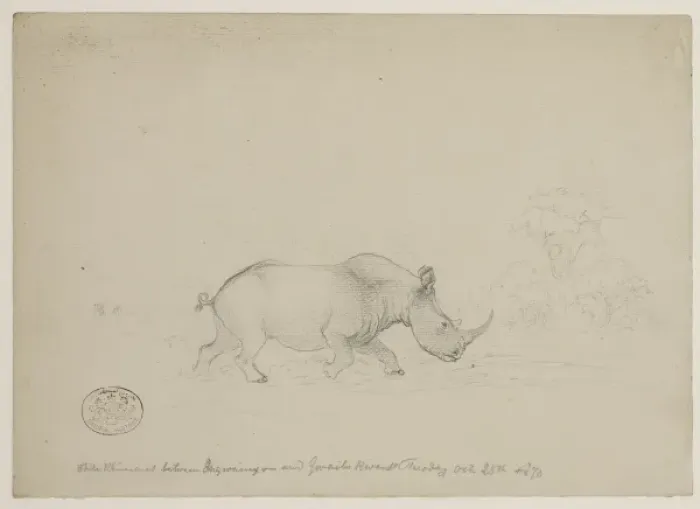 Framed Print : Ceratotherium simum, white rhinoceros Framed Print : Ceratotherium simum, white rhinoceros