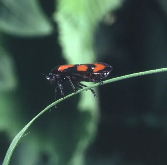 Framed Print : Cercopis vulnerata, black and red froghopper Framed Print : Cercopis vulnerata, black and red froghopper