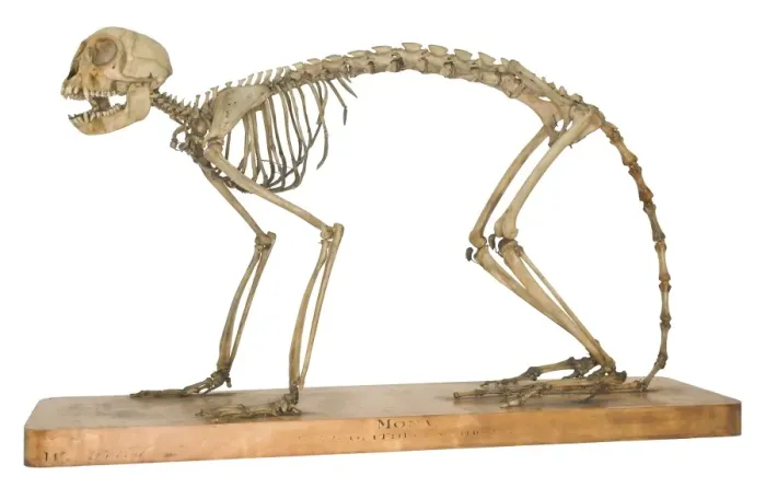 Framed Print : Cercopithecus mona, mona monkey Framed Print : Cercopithecus mona, mona monkey
