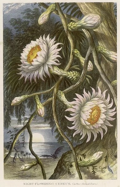 Cereus Grandiflorus