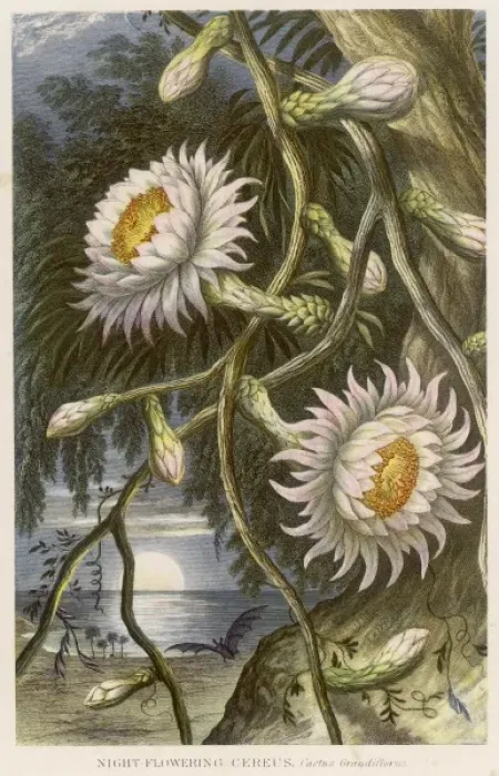 Framed Print : Cereus Grandiflorus Framed Print : Cereus Grandiflorus