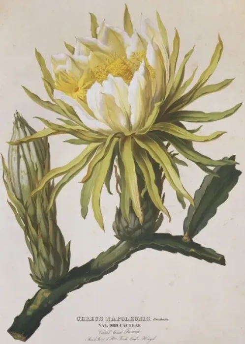 Framed Print : Cereus napoleonis, strawberry-pear Framed Print : Cereus napoleonis, strawberry-pear